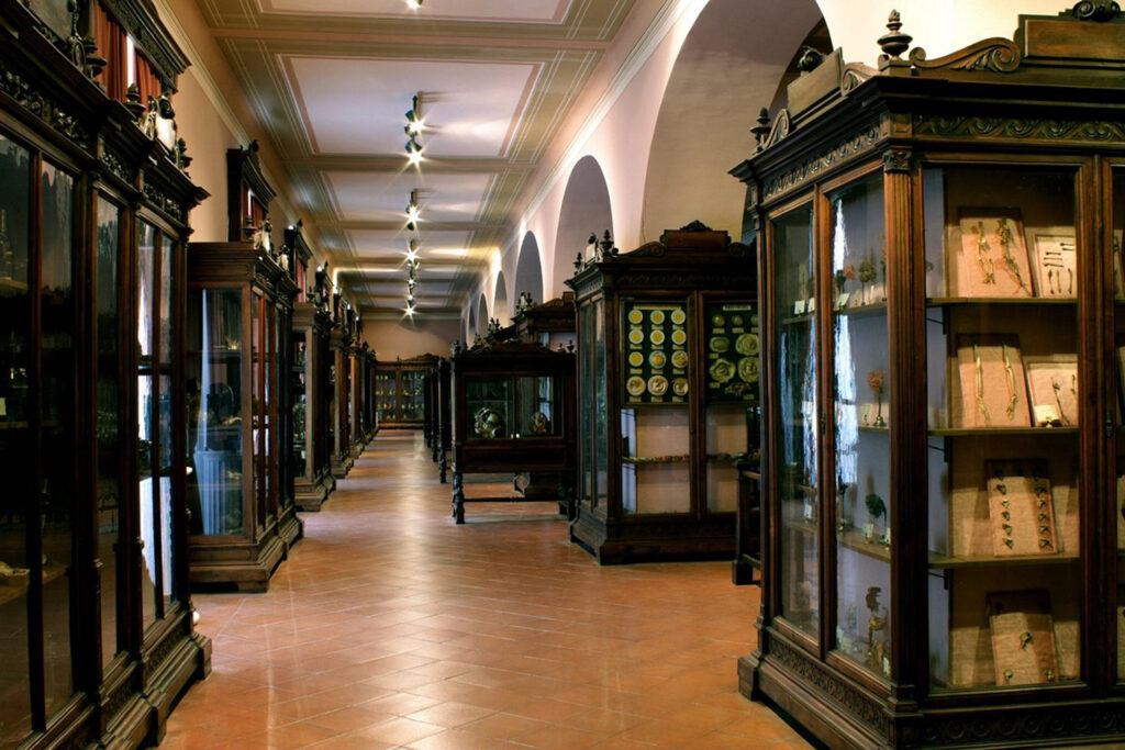 La teca nel Museo Anatomico Musa dove è custodito il di Giuditta Guastamacchia